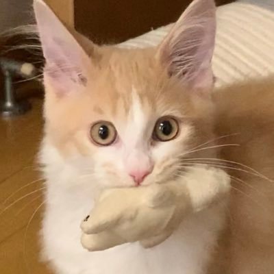 1tでも2tでも大きくなってほしい！メインクーン🐈/保護猫兄弟🐈🐈‍⬛