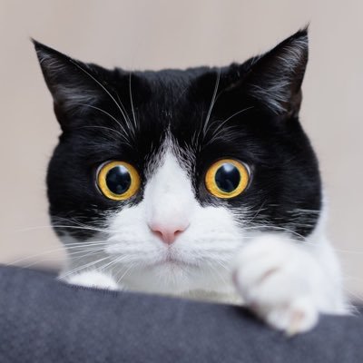 teytip's profile picture. 