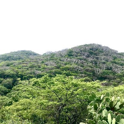 Somos un laboratorio ubicado en el CIByC, @uaemorelos, dedicado a la restauración ecológica de sistemas agroforestales en México.