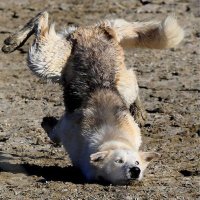 Muskatnuss (@tango_charo) 's Twitter Profile