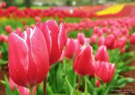 ilaniloveme's profile picture. 