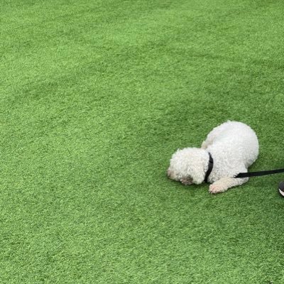 KokonutSugar's profile picture. 