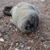 Norfolk Seal (@NorfolkSeal) Twitter profile photo