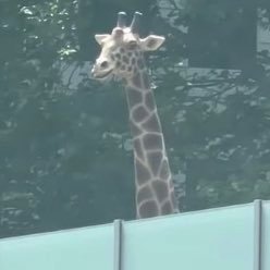雑種。なんでも好き。