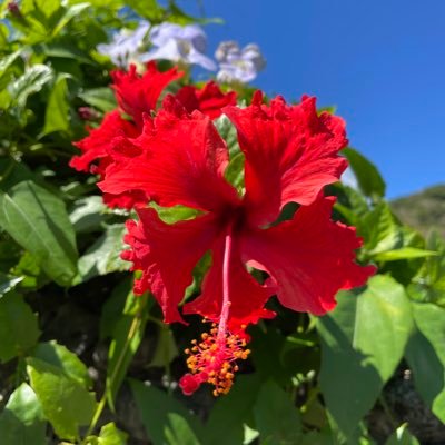 michino5050's profile picture. miraiです。自由で豊かな未来へみんなでいきましょう！ルーツは奄美大島。昨年10月にUターンして島暮らし。