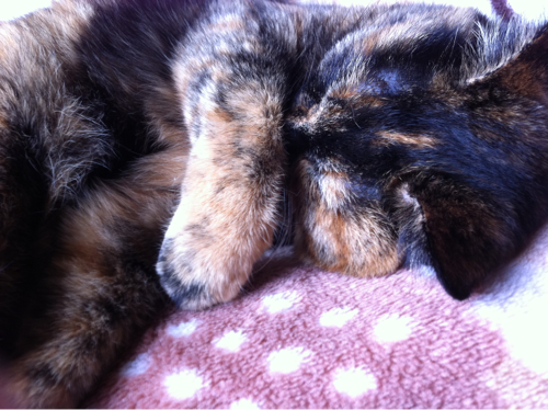 ねこんの家族の猫、マナbotです。マナは普段はあまり鳴きませんが、鳴かないとbotとしてどうなんだろうと思い多少話しています。2011/07/19作成。まだまだ反応する言葉は少ないですがよろしくです。
たまに中の人がかわりにいます。