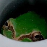 siouyuuranki's profile picture. 成人済み（≧∇≦） 文スト鴎福など雑食です(￣^￣)ゞ読む専門です(￣^￣)ゞ 最近OPの旧三大将にはまってます！