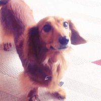 pon (@pon2_lesmise) 's Twitter Profile
