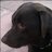 apd0501's profile image