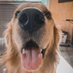 Mason The Golden Retriver (@melking2020) Twitter profile photo