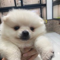 ポメラニアンのピクシー (@pomeranian2021) / X