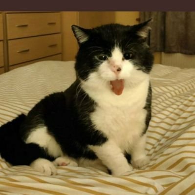Dricekrispy's profile picture. 