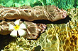 Corporations_Ca's profile picture.