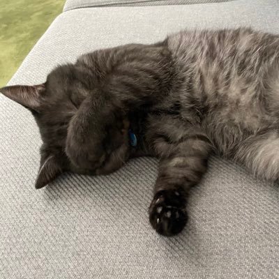 趣味:ダーツ/愛猫(さすけ):9歳の耳立スコティッシュフォールド/#猫 #ダーツ好きと繋がりたい(無言フォロー失礼します🙇)