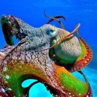 8 legged monster (@teaseymum) 's Twitter Profile