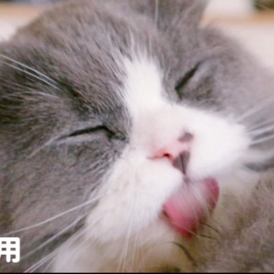 スコティッシュ もんもんさんのプロフィール画像