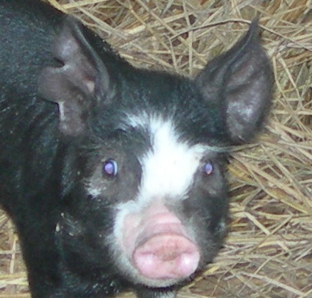 kakurobuta's profile picture. 名前変更です。よろしくね。