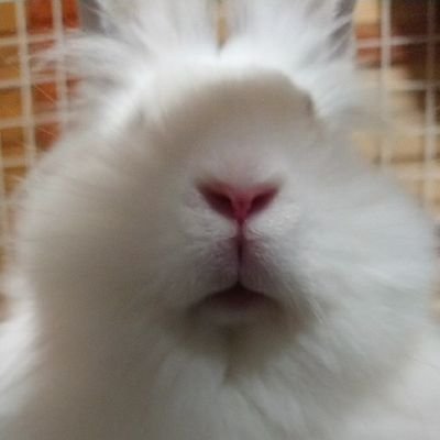 inava315's profile picture. 埼玉→滋賀 

ウサギと野鳥と時々おかしい