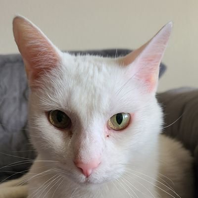 USAF veteran. I adopted Jon Snow from a shelter Oct 2021, I knew he was FIV+ and blind, not an issue, for love conquers all. he is a joy and total love bug.