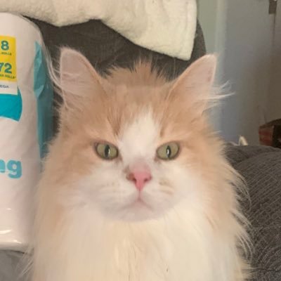 ThecatMildred Profile Picture