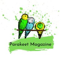 Parakeet Magazine(@ParakeetMag) 's Twitter Profile Photo