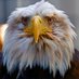 ill Eagle Freedom (@illeaglefreedom) Twitter profile photo ill Eagle Freedom (@illeaglefreedom) Twitter profile photo