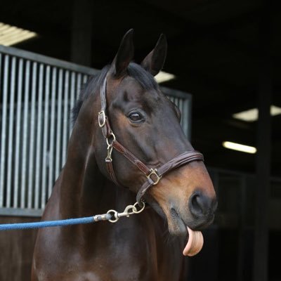 Official Sprinter Sacre account. Winner of nine Grade One Chases.  Now available for Special Guest appearances…email sprintersacreofficial@gmail.com