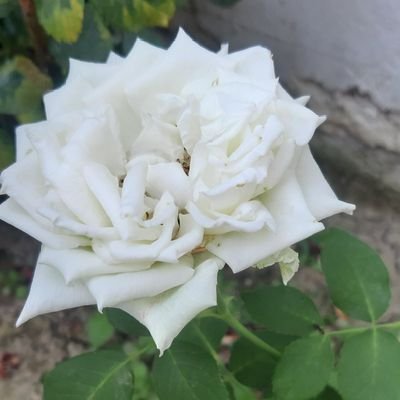 CimoHas's profile picture. 