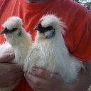 Cynthia Harrison - @HarrisonsFarm - Twitter