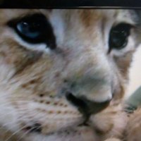 R.Câmara 🐾🌻🐯🦜🌴 (@camararpseli) 's Twitter Profile Photo R.Câmara 🐾🌻🐯🦜🌴 (@camararpseli) 's Twitter Profile Photo