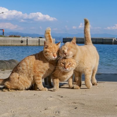 🏝I take island cats photos in Japan with p_nyanco22 🆕写真集3作目「島にゃんこ」オンライン書店、本屋さんにて 📘キス猫／ごきげんな猫 🐱A4クリアファイル、万年日めくり、写真集サイン入り本はminne、メルカリShopsにて。下記リンクから↓