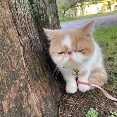 エキゾのきなこさん。(母猫4歳)息子のひるね(3歳)娘のこんぶ(3歳)の3匹の日常を呟きますAmazonアソシエイト参加中 All rights reserved 【Instagram→ https://t.co/jmLJh6V4UQ】
