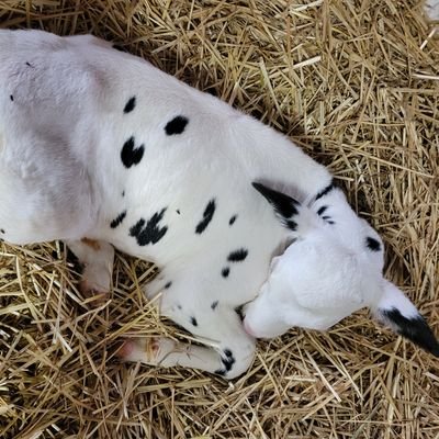 仔牛🐄の母ちゃん。無言フォロー失礼いたします。あまりに可愛い写真 　素敵な写真、動画リポストさせていただいてます。ありがとう。😍