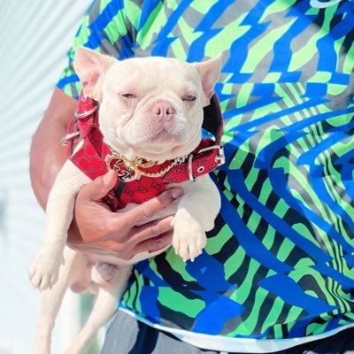 Premier French Bulldog breeder specializing in rare & exotic colors/DNA. Frenchies are our passion and family members!