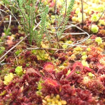 J_oSuilleabhain's profile picture. 