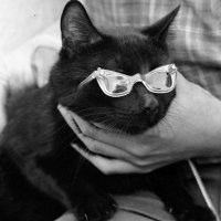 Sophie B.A. 🐈⬛ (@slamacdonald) 's Twitter Profile Photo Sophie B.A. 🐈⬛ (@slamacdonald) 's Twitter Profile Photo