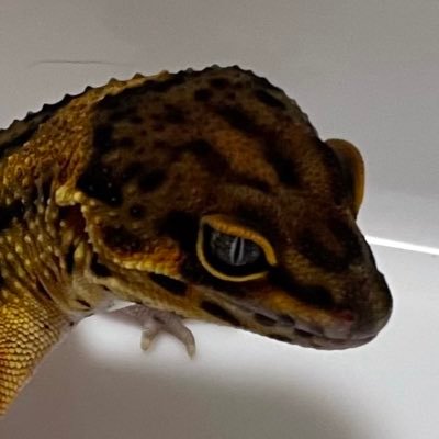 ◉レオパードゲッコー🦎◉全ての個体にメラニスティックが絡んでます🦎 自慢の子達紹介してます✨フォローよろしくお願いします✨◉販売アカウント→@sg_for_sale