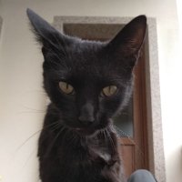 MenteCATa (@mariabcl1) 's Twitter Profile