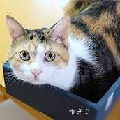 ayama_chii's profile picture. ネットで稼ぐ主婦18年目！FXにも手を出し奮闘中です♪
私のblog　https://t.co/PuZtO7Ahgu
チチのblog　https://t.co/3egUnkoyeA