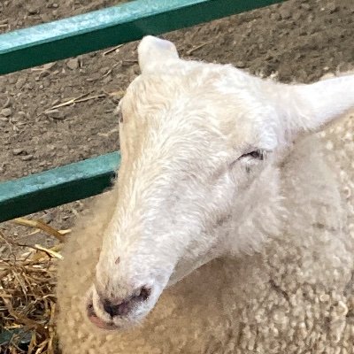 money_moura's profile picture. Masshole. Sports. Full time stooge. Here for a laugh.  Most inconsistent tweeter of all time.