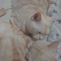 ちょろっとゆい (@choro_de_yui) 's Twitter Profile Photo ちょろっとゆい (@choro_de_yui) 's Twitter Profile Photo