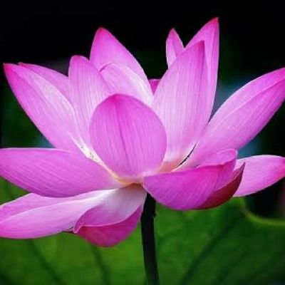 SudheerSbm's profile picture. 