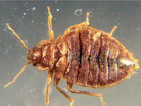 We kill bed bugs dead. Sorry bugs, but you bite and multiply way too fast. Oh, and, to make sure those bed bugs are gone, our bed bug detection dogs make it so!
