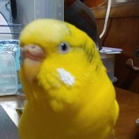 ぴー之助😵 (@inkopeanosuke) 's Twitter Profile Photo ぴー之助😵 (@inkopeanosuke) 's Twitter Profile Photo