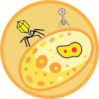 Phage Papers (@phage_papers) 's Twitter Profile Photo Phage Papers (@phage_papers) 's Twitter Profile Photo