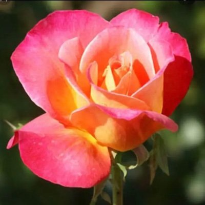 植物が好き🪴🌹体に良いこと好き💕
日々の出来事、メッセージに愛、感謝❣️
誰かのお役に立てたら嬉しいです❣️
知らないことがたくさんです。
情報共有いただきありがとうございます💖✨
とても感謝しています❣️
どうぞよろしくお願いします💖✨^ - ^
