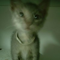 ChromiumLeg (@chromiumleg) 's Twitter Profile