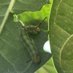 Prayan Pokharel (@prayanlikesbugs) Twitter profile photo Prayan Pokharel (@prayanlikesbugs) Twitter profile photo