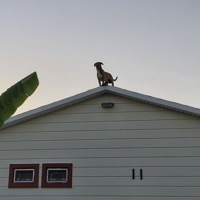 traderdervis's profile picture. günlük