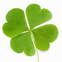 jinfav (@jinfav12) 's Twitter Profile Photo